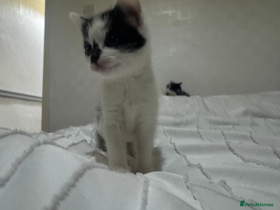 Mixed Breed cats for sale: 3 beautiful kittens looking for new home - Image 18