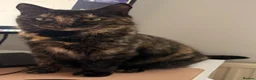 Mixed Breed cats for sale: Four kittens ready for new homes. - Advert 1