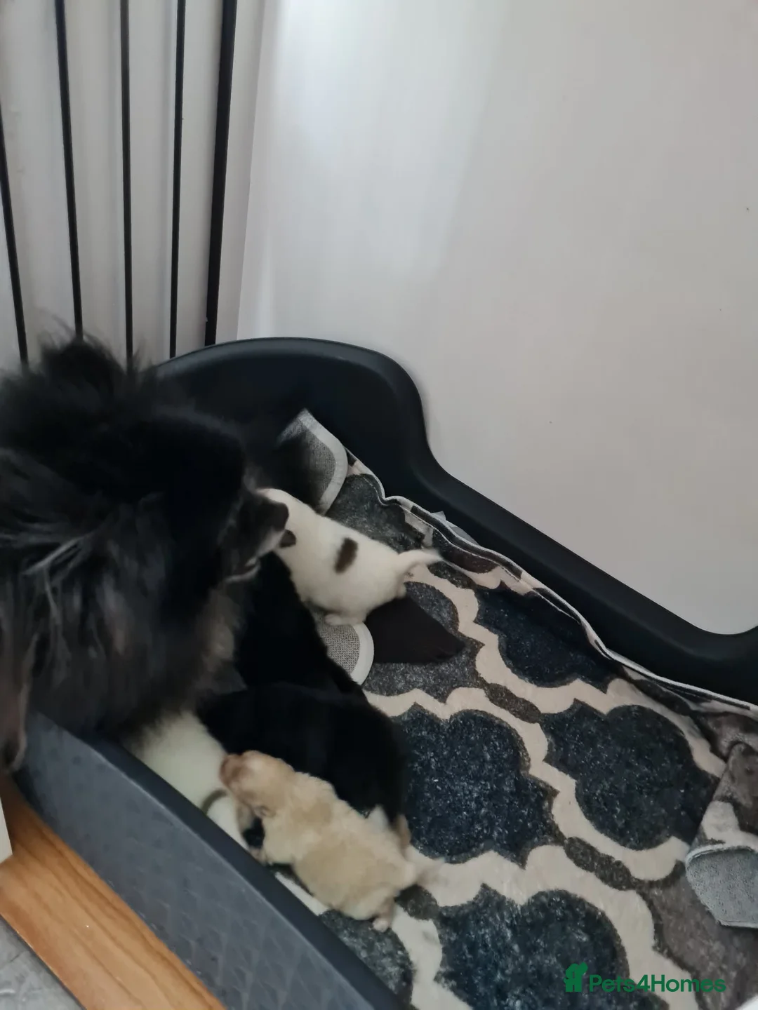 Pomeranian dogs for sale: Pomeranian  **  puppies Teddy bear face   in Leicester - Advert 1