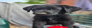 Sheprador Puppy 1