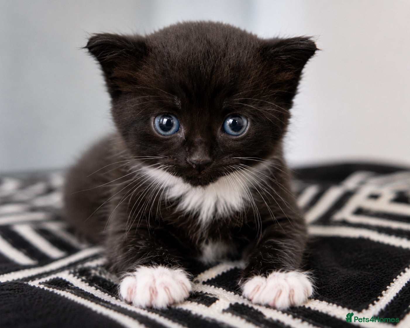 Domestic Shorthair cats 2 female kittens £50 each or both for £80.  - Advert 10