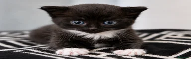 Domestic Shorthair 1