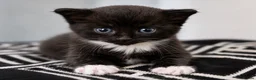 Domestic Shorthair cats for sale: 2 female kittens £50 each or both for £80.  in Tamworth - Advert 1