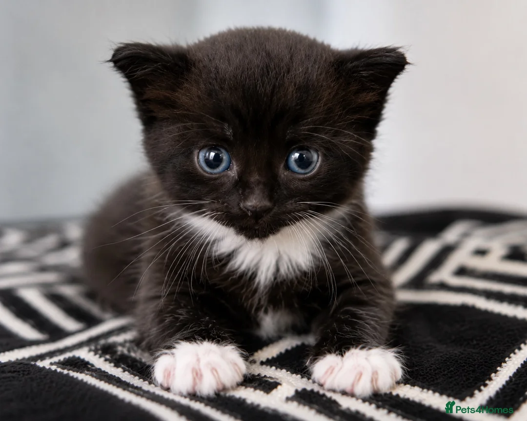 Domestic Shorthair cats for sale: 2 female kittens £50 each or both for £80.  in Tamworth - Advert 1