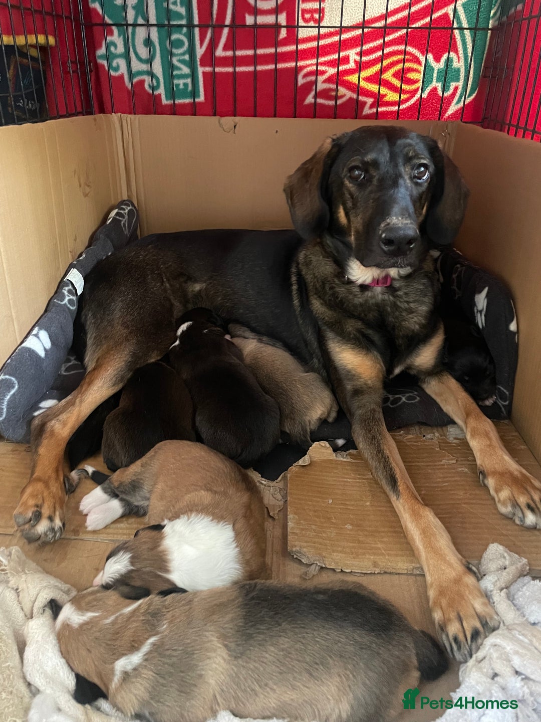 Mixed Breed dogs for sale: Border Collie / Polish Hunting Dog mix puppies - Advert 5