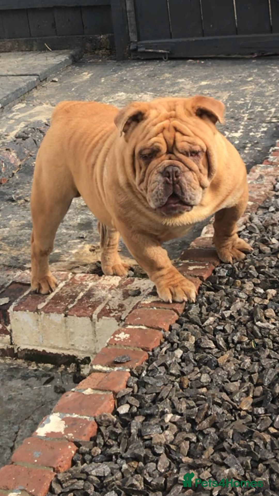 English Bulldog dogs for stud: Fluffy carrier British bulldog stud  - Image 12