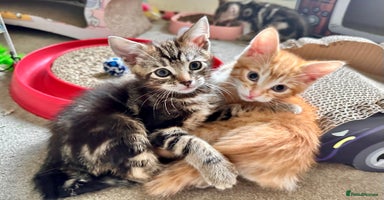 Mixed Breed cats - Advert 9