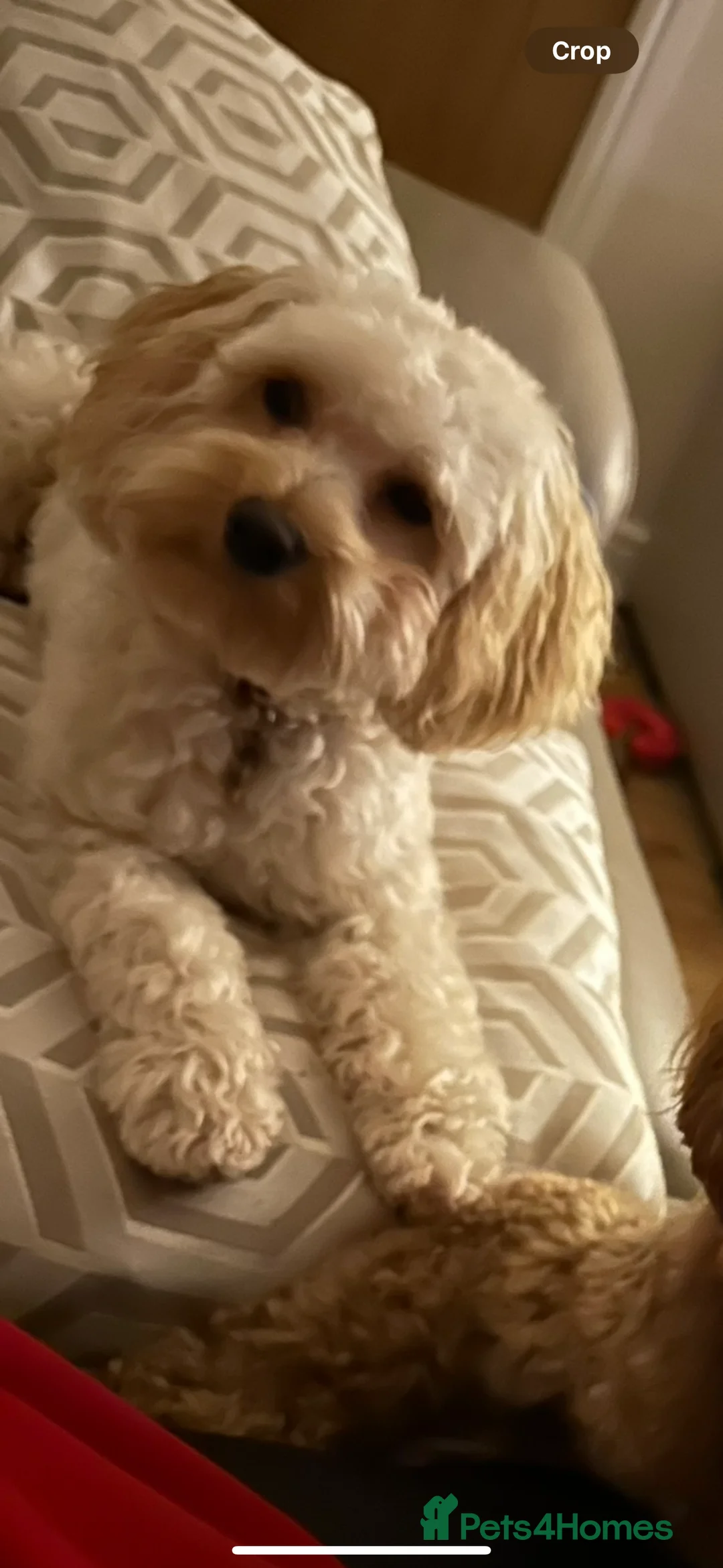 Maltipoo dogs for stud: Gorgeous Maltipoo available for Stud🩵 in Swansea - Advert 4