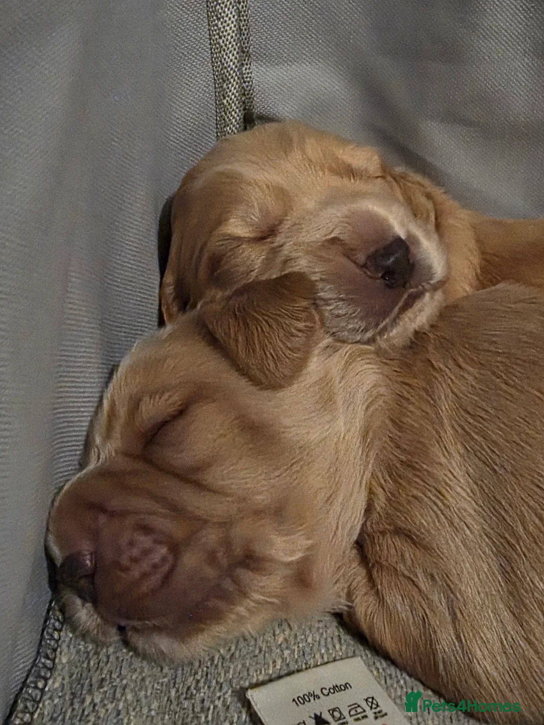 Cocker Spaniel dogs for sale: Cocker Spaniel X Pups  - Advert 17