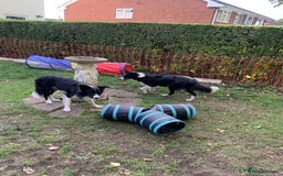 Border Collie dogs for sale: Border Collie Puppies - Image 13