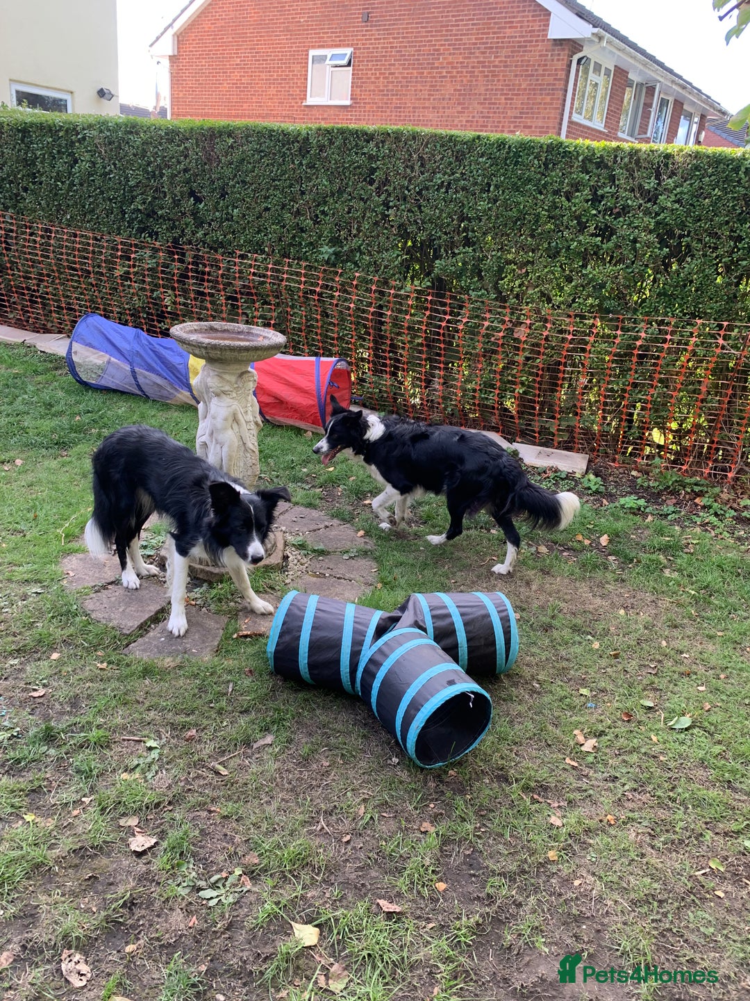 Border Collie dogs for sale: Border Collie Puppies - Image 13