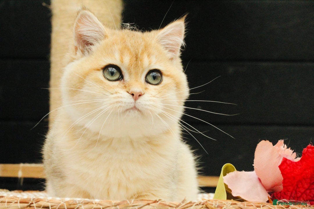 British Shorthair cats for sale: Gorgeous Golden Shaded girl - Image 5