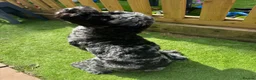 Cockapoo dogs for stud: Exceptional F1 Merle Cockapoo Stud 💙 in Newcastle - Advert 5