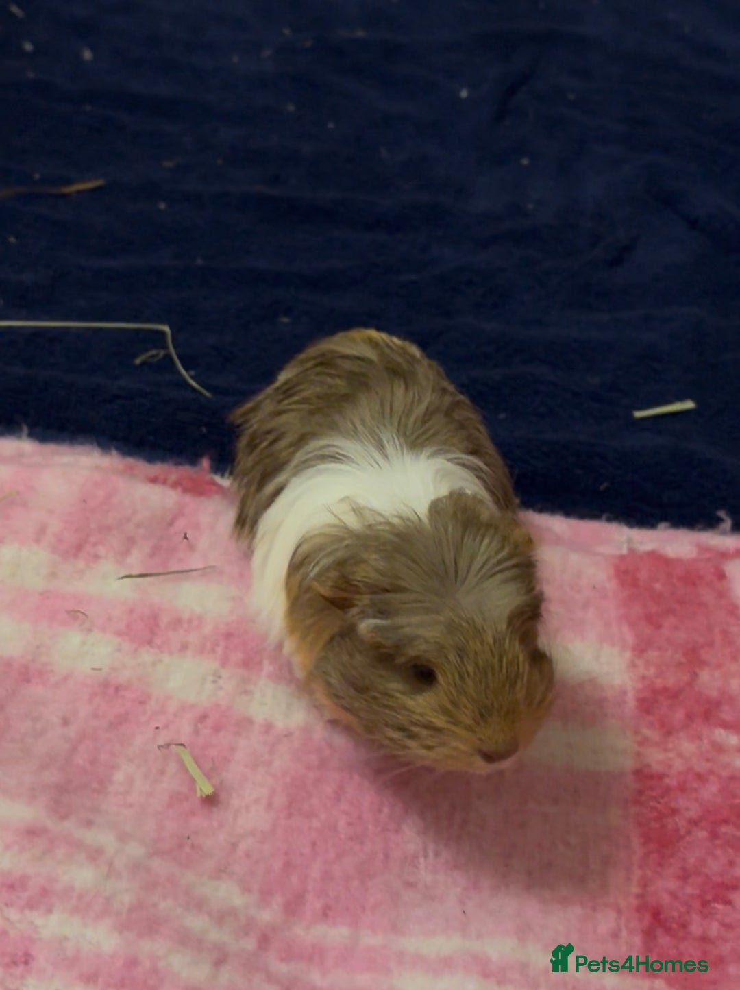 Guinea Pig rodents for sale: 2 Beautiful long haired girls  - Advert 15