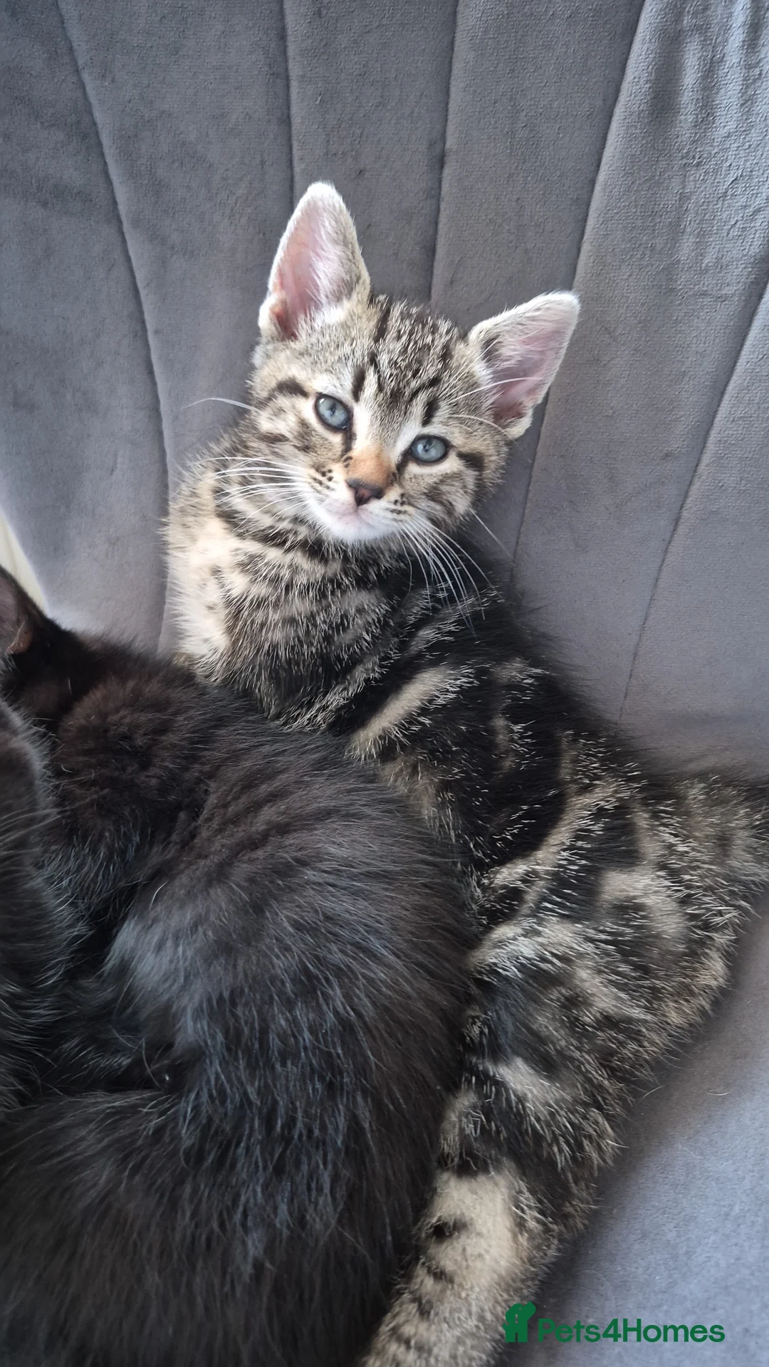 Mixed Breed cats for sale: 2 kittens 11 weeks old in Runcorn - Advert 4