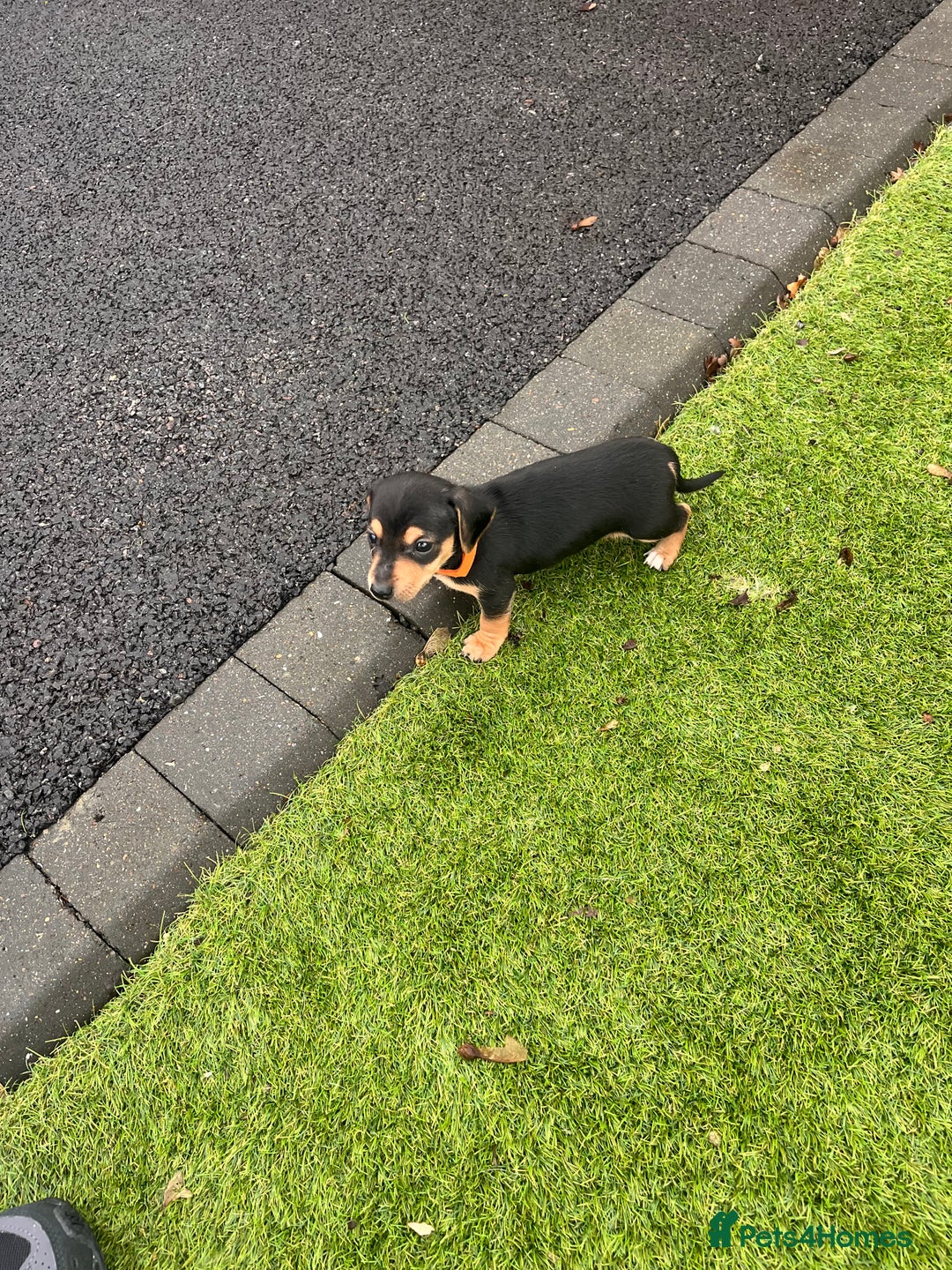 Mixed Breed dogs for sale: 5 beautiful jackshund puppies for sale - Advert 6