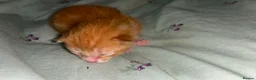Domestic Shorthair cats for sale: Black and white and ginger kittens  in Leamington Spa - Advert 11