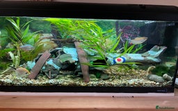 Angelfish fish for sale: Aquarium with fish. Will sell separately  - Image 1