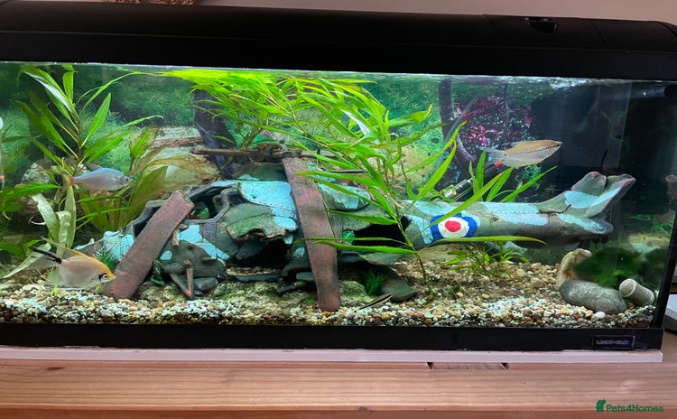 Angelfish fish - Advert 1