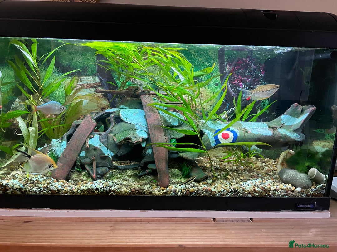Angelfish fish for sale: Aquarium with fish. Will sell separately  - Image 1