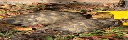 Tortoise reptiles for sale: Marginated and Spur Thighed Tortoises  - Advert 3