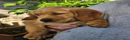 Golden Retriever dogs for sale: 3 gorgeous boys left - Advert 2
