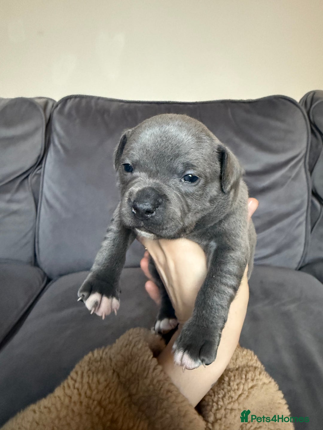 Staffordshire Bull Terrier dogs for sale: 🏆Blue staffordshire puppies ⭐️Ready  **  Eve - Advert 10