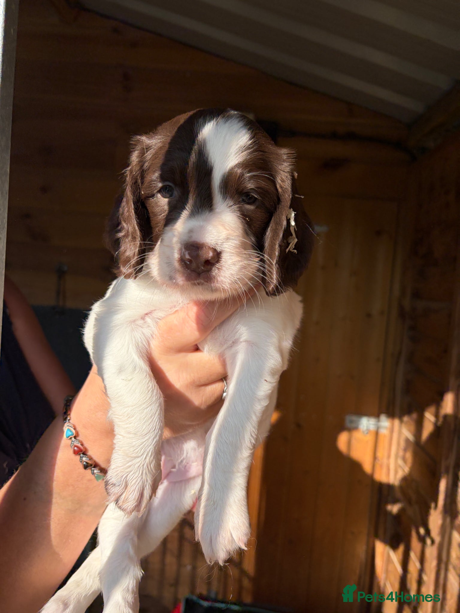 English Springer Spaniel dogs KC Springer Spaniel Pups - Advert 2