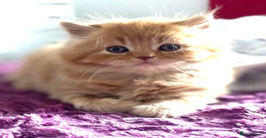British Longhair cats - Advert 8