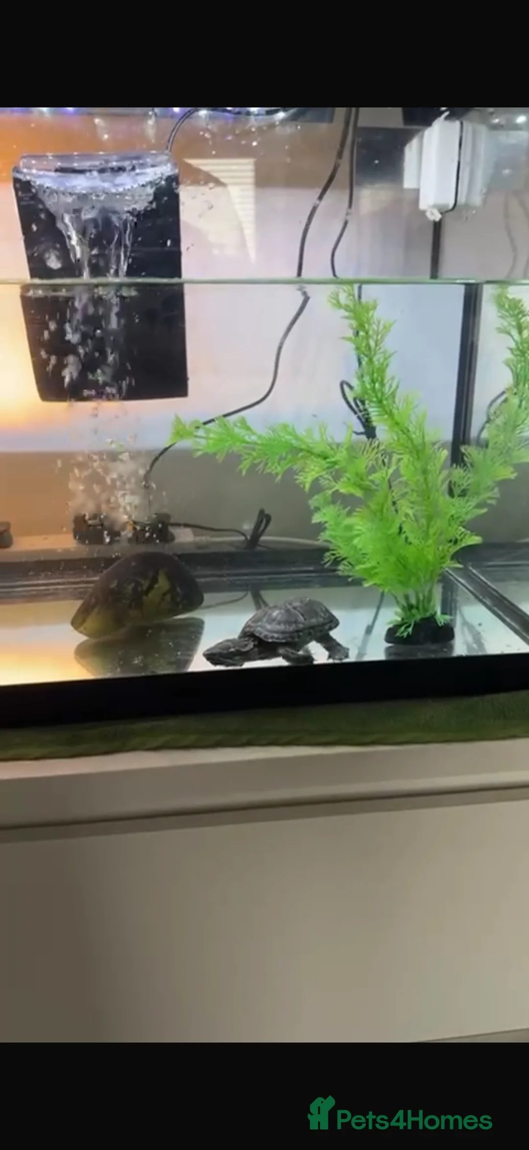 Terrapin reptiles for sale: 2 terrapins  - Advert 1