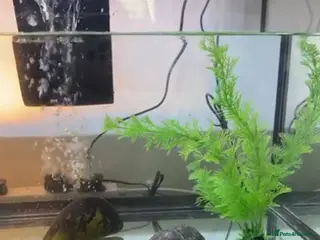 Terrapin reptiles 2 terrapins - Advert 1