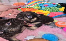 French Bulldog dogs for sale: ⭐️ QUALITY FRENCH BULLDOG PUPPIES ⭐️ - Image 5