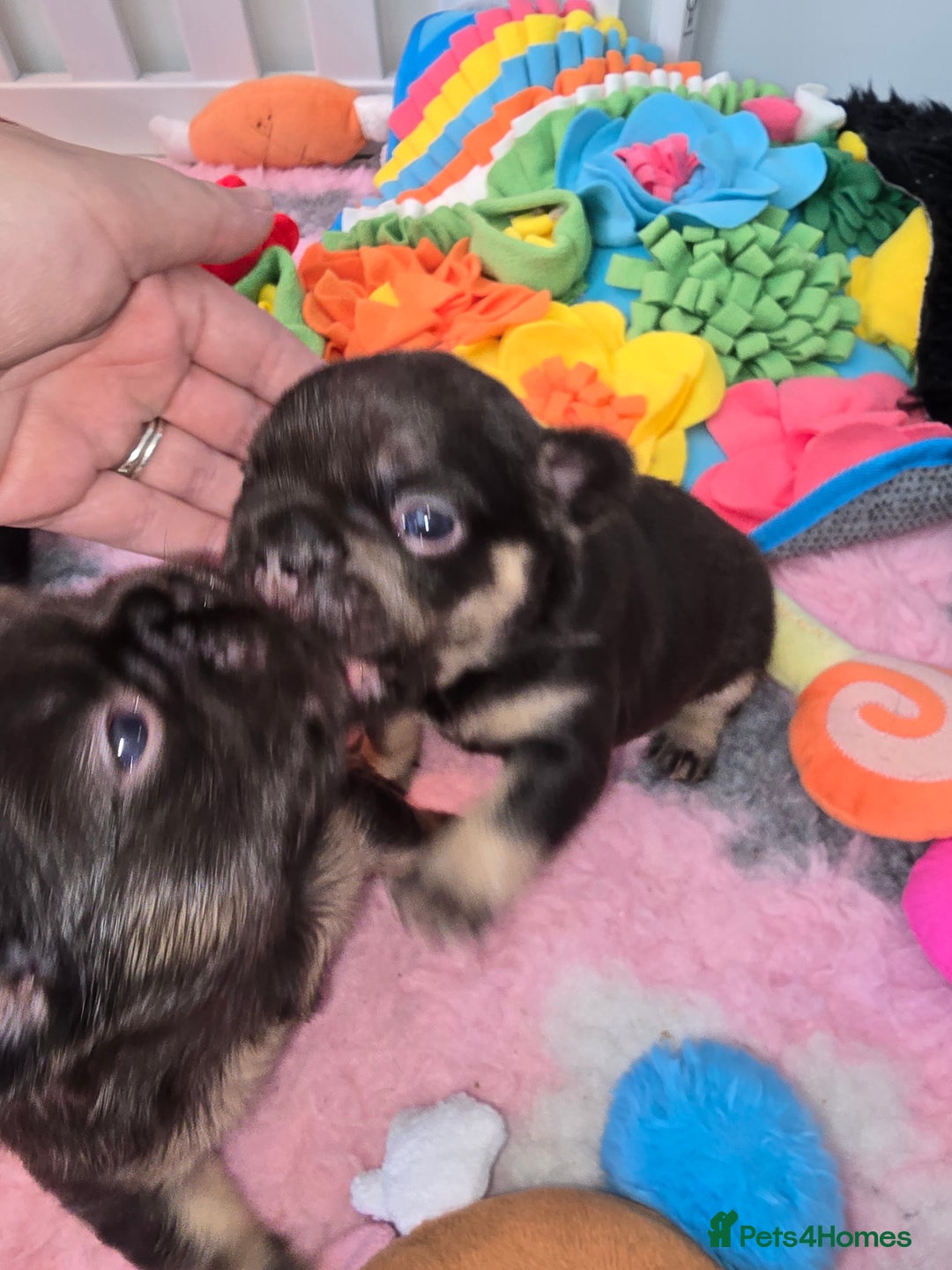 French Bulldog dogs for sale: ⭐️ QUALITY FRENCH BULLDOG PUPPIES ⭐️ - Image 5