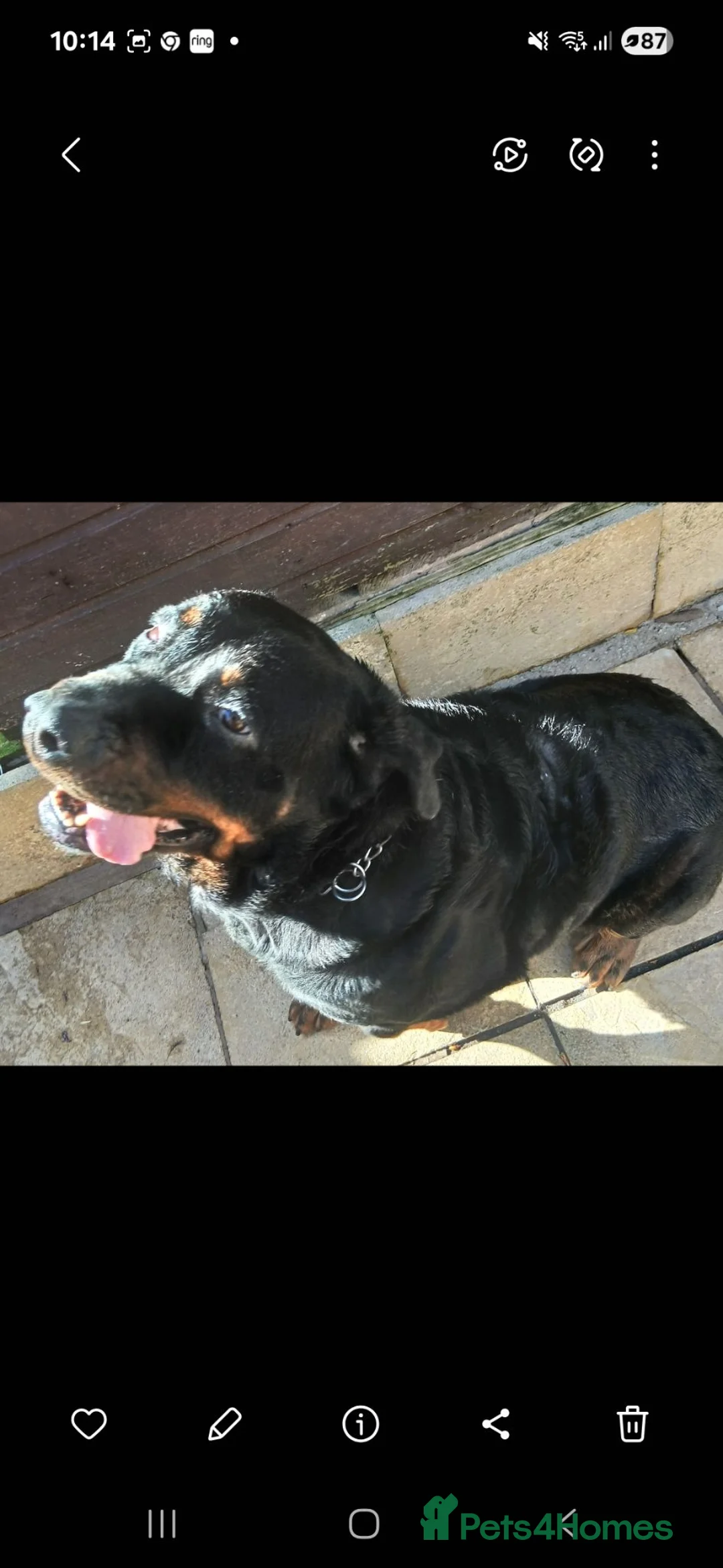 Rottweiler dogs for sale: Bella - Advert 5