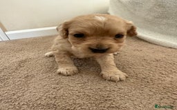 Cockapoo dogs for sale: 8 beautiful cockapoo puppies  - Image 9