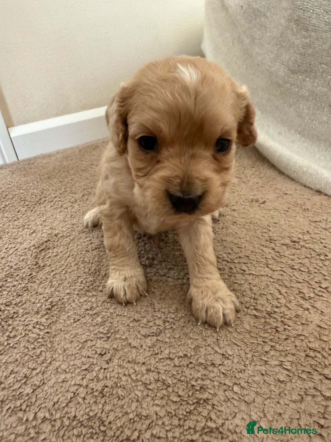 Cockapoo dogs for sale: 8 beautiful cockapoo puppies  - Image 9