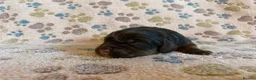 Cockapoo dogs for sale: F1 Cockapoo puppies  in Carnforth - Advert 17
