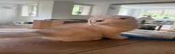 Scottish Fold cats for sale: ‼️READY TO RESERVE beautiful Scottish fold kittens - Advert 3