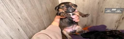 Mixed Breed dogs for sale: Border terrier x patterdale - Advert 3