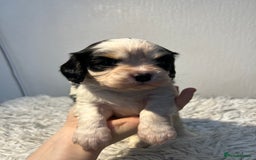 Cavalier King Charles Spaniel dogs for sale: Cavalier puppies  - Advert 5