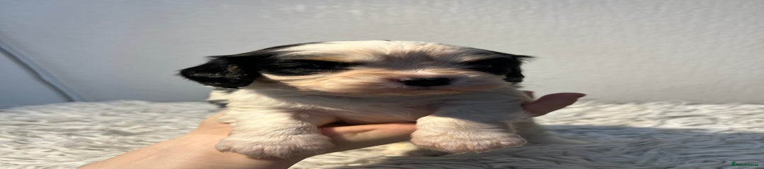 Cavalier King Charles Spaniel Puppy 4