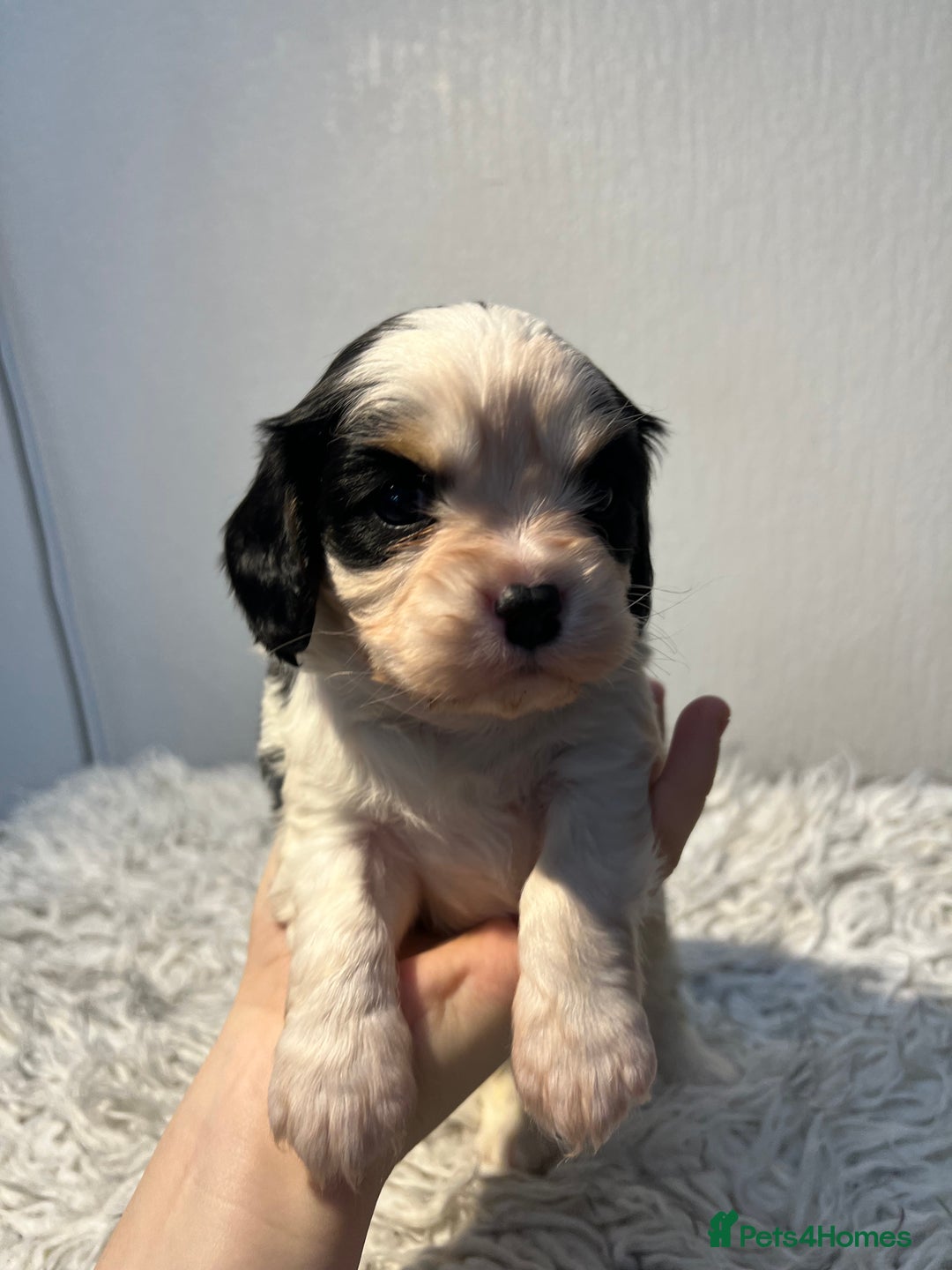 Cavalier King Charles Spaniel dogs for sale: Cavalier puppies  - Advert 5