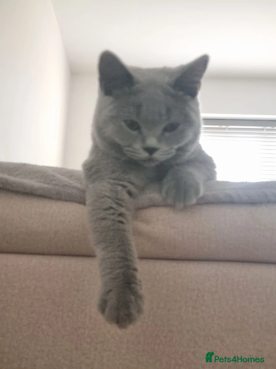 British Shorthair cats for sale: GCCF Registered,ready to go! - Advert 2
