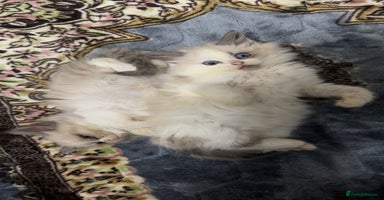 Siberian cats - Advert 7