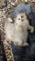 Siberian cats - Advert 7