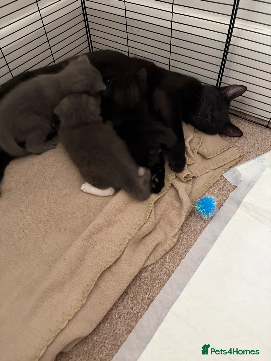 Mixed Breed cats for sale: Stunning kittens in Frome - Advert 2
