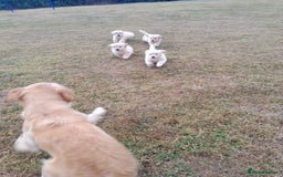 Golden Retriever dogs for sale: Gorgeous Golden Retrievers 8 weeks old H/Tested  - Image 4