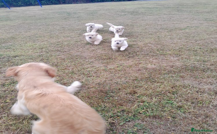 Golden Retriever dogs - Advert 3
