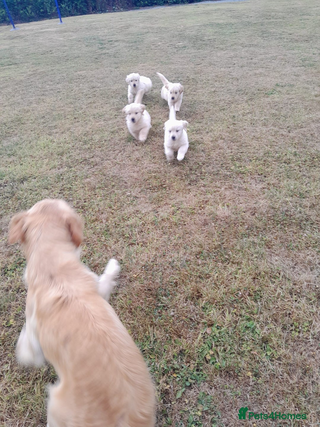 Golden Retriever dogs for sale: Gorgeous Golden Retrievers 8 weeks old H/Tested  - Image 4