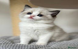 Ragdoll cats for sale: Exquisite Seal Bicolour Ragdoll Boys dolly face - Image 16